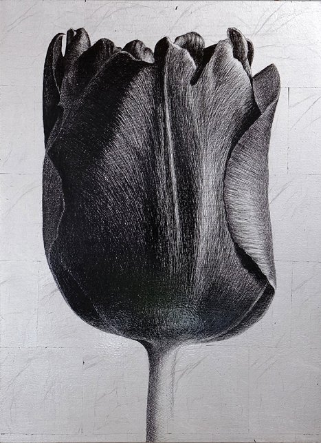 <p>Tulipe 7. 49 x 35,5 cm Collection particulière</p>